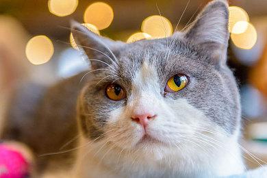 预购《死亡空间：重制版》可免费获《死亡空间2》